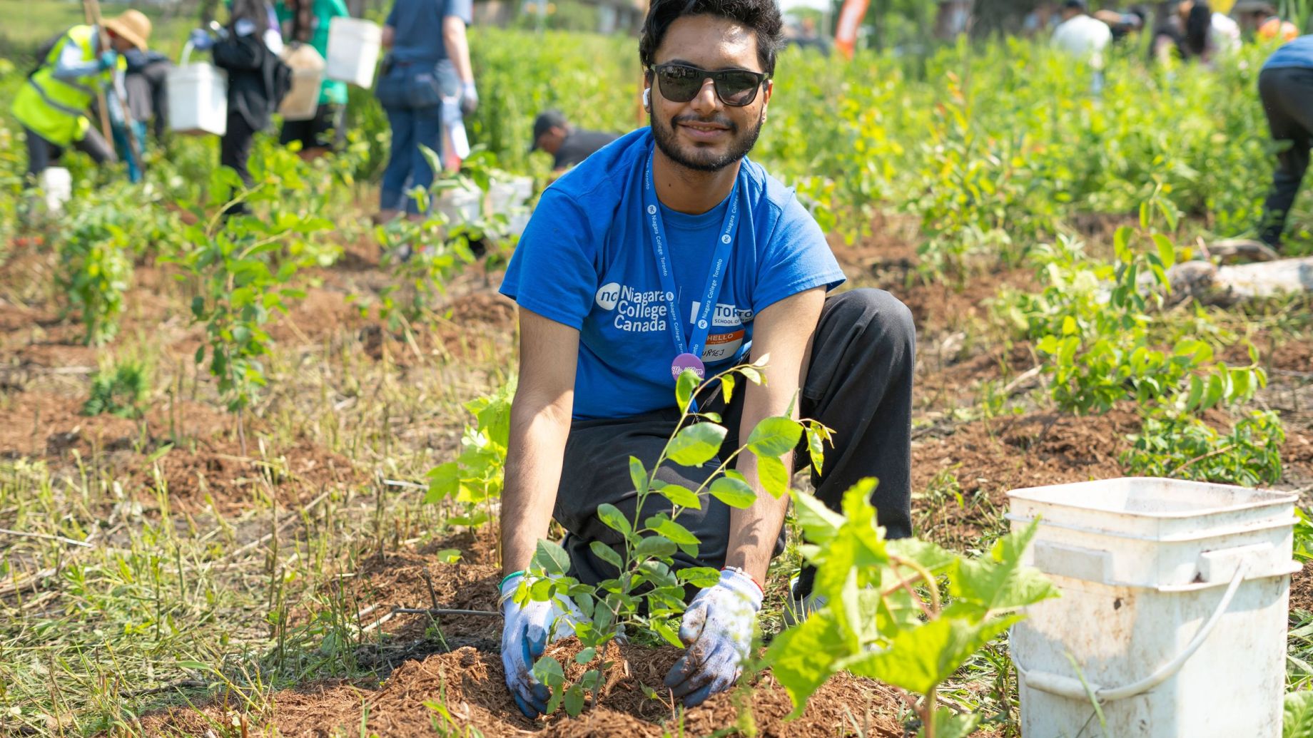 A person in sunglasses and a blue shirt is crouching and planting a young tree in a grassy area. A white bucket sits nearby.