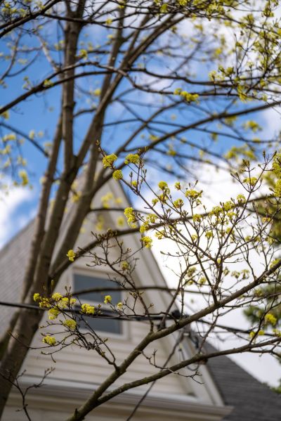 beautiful tree in front of a building