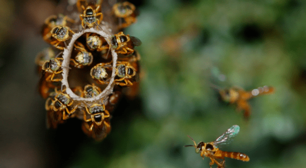 Meli meli stingless bees
